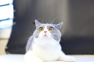 英國短毛貓和美國短毛貓的區(qū)別有哪些