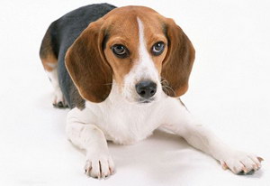 比格犬怎么養(yǎng) 比格獵犬飼養(yǎng)方法及注意事項