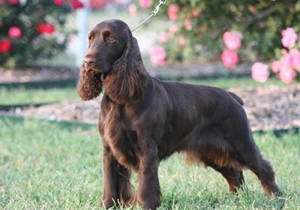 蘇塞克斯獵犬有體臭怎么辦 蘇塞克斯獵犬體臭解決辦法