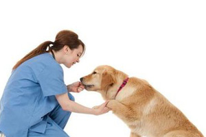 怎么訓(xùn)練金毛狗狗握手