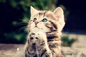 貓的生活習(xí)性和特點(diǎn)介紹