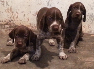 德國短毛波音達(dá)異食癖怎么治療 異食癖治療方法