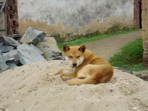 中華田園犬怎么洗澡 中華田園犬洗澡注意事項(xiàng)