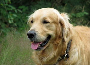 金毛什么時候驅(qū)蟲 金毛犬多久驅(qū)蟲比較合適