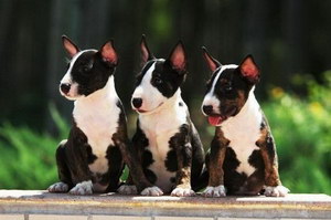 牛頭梗怎么養(yǎng) 斗牛梗喂養(yǎng)方法