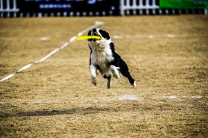 寵物狗訓(xùn)練取東西技巧有哪些