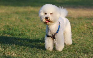 比熊犬多久梳一次毛比較好 卷毛比熊犬怎么梳毛方法