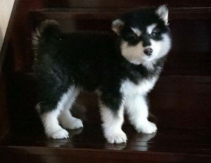 小阿拉斯加狗糧怎么喂 阿拉斯加幼犬狗糧喂食方法