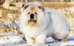 松獅犬怎么喂養(yǎng) 松獅犬喂養(yǎng)方法及注意事項