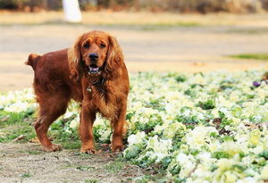 田野小獵犬嘔吐怎么辦 田野小獵犬嘔吐治療方法