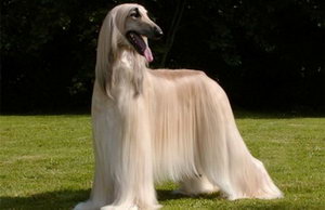 阿富汗獵犬怎么美容 阿富汗獵犬美容操作流程