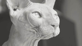 彼得禿貓和斯芬克斯有什么區(qū)別