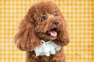 泰迪犬怎么養(yǎng)才聽話