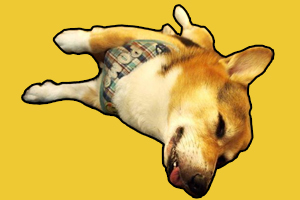 柯基生產(chǎn)前有什么行為