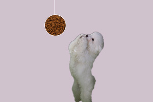 訓(xùn)練寵物狗作揖怎么做