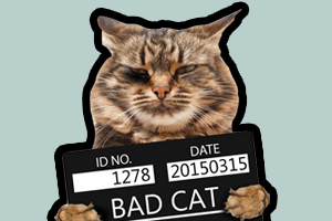 領(lǐng)養(yǎng)貓需要什么條件