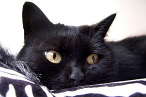 孟買貓和黑貓的區(qū)別方法