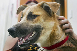 怎么訓(xùn)練狗狗護(hù)主