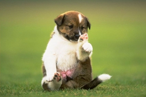 怎么訓練小狗聽話