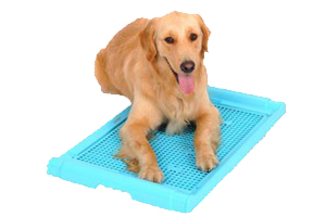 金毛狗怎么訓(xùn)練大小便