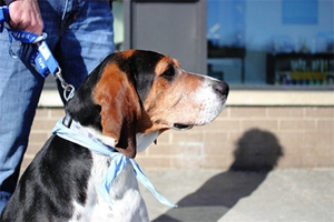 樹叢浣熊獵犬有皮屑怎么辦 樹叢浣熊獵犬皮屑去除方法