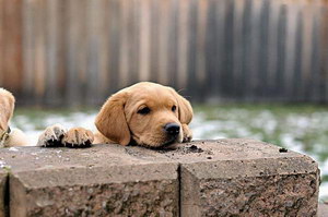 拉布拉多一天要吃多少 拉布拉多每天飲食搭配推薦