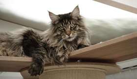 西伯利亞貓與緬因貓有什么區(qū)別 二者區(qū)別介紹