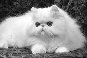 波斯貓怎么看純不純