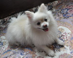 博美怎么美容護理 博美犬美容護理大全