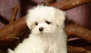 比熊幼犬怎么喂食 比熊幼犬喂養(yǎng)心得