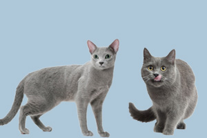 俄羅斯藍(lán)貓和英國(guó)藍(lán)貓的區(qū)別有哪些