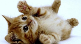 美國卷毛貓價(jià)格是多少錢 美國卷毛貓價(jià)格詳解