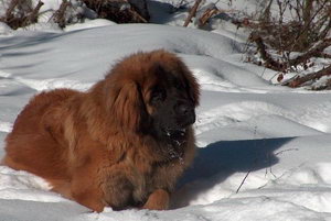 蘭波格犬怎么養(yǎng) 蘭波格犬喂養(yǎng)方法