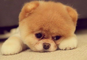 博美淚痕怎么清潔 博美犬淚痕清理方法