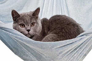 卡爾特貓和英短的區(qū)別是什么