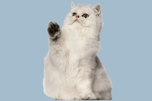 波斯貓的特點(diǎn)有哪些