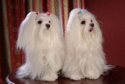 馬爾濟(jì)斯犬怎么養(yǎng) 馬爾濟(jì)斯犬飼養(yǎng)方法及注意事項