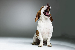 怎么訓練狗坐著不動