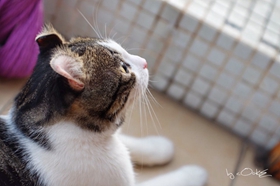 美國卷耳貓脾氣怎么樣 卷耳貓性格介紹