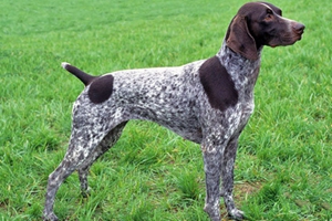 德國短毛波音達(dá)嘔吐怎么回事 嘔吐原因介紹