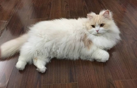 英國長(zhǎng)毛貓價(jià)格多少錢 英國長(zhǎng)毛貓價(jià)格