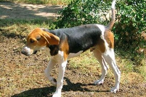 樹叢浣熊獵犬嘔吐怎么辦 樹叢浣熊獵犬嘔吐原因介紹