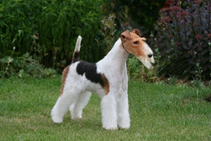 剛毛獵狐梗得了皮膚病怎么辦