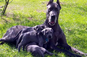 大丹犬怎么養(yǎng) 大丹犬飼養(yǎng)方法及注意事項