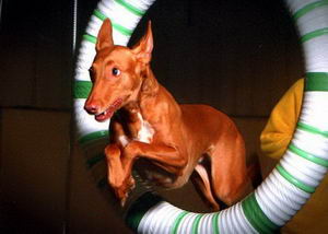 法老王獵犬怎么養(yǎng) 法老王獵犬飼養(yǎng)方法