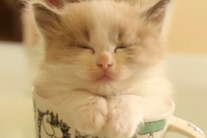 茶杯貓?zhí)暨x時(shí)注意什么