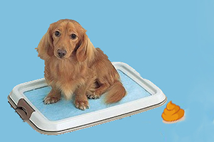 怎么訓(xùn)練金毛狗狗大小便