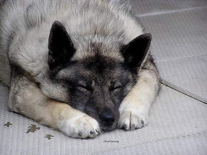 挪威布哈德犬發(fā)燒怎么辦 發(fā)燒治療方法