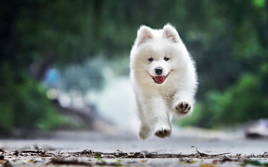 薩摩耶幼犬怎么養(yǎng) 薩摩耶幼犬喂養(yǎng)方法及注意事項