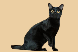 孟買貓性格怎么樣